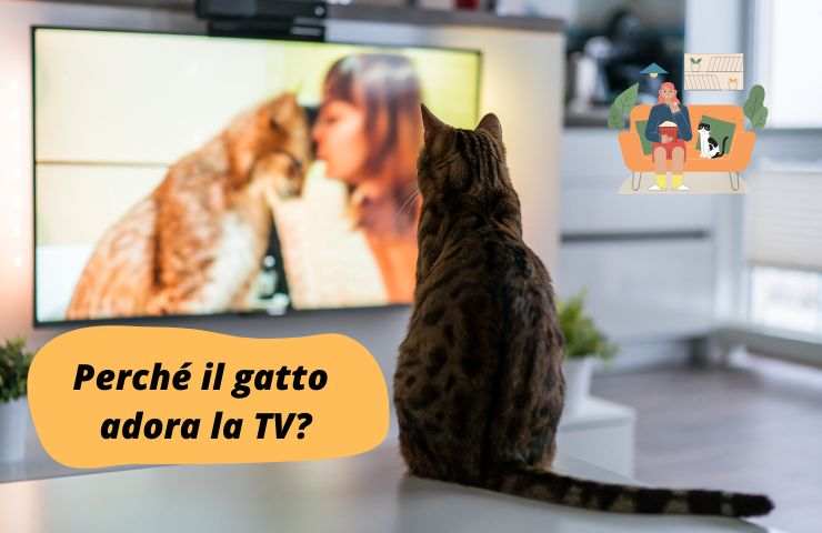 Gatto guarda lo schermo del televisore