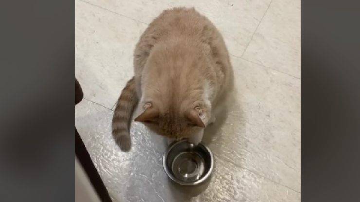 gatto fa capire che ha fame
