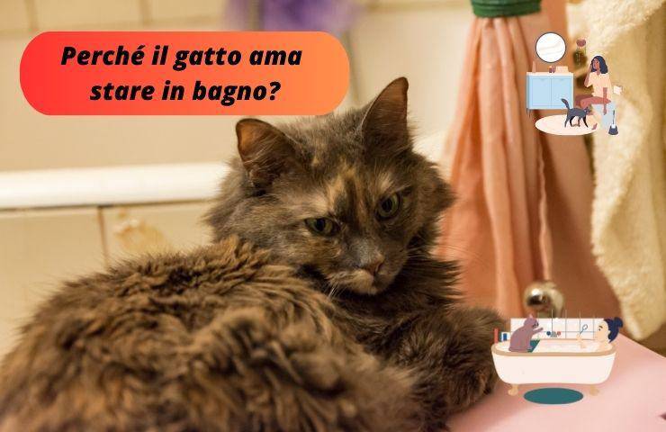 Gatto in bagno 