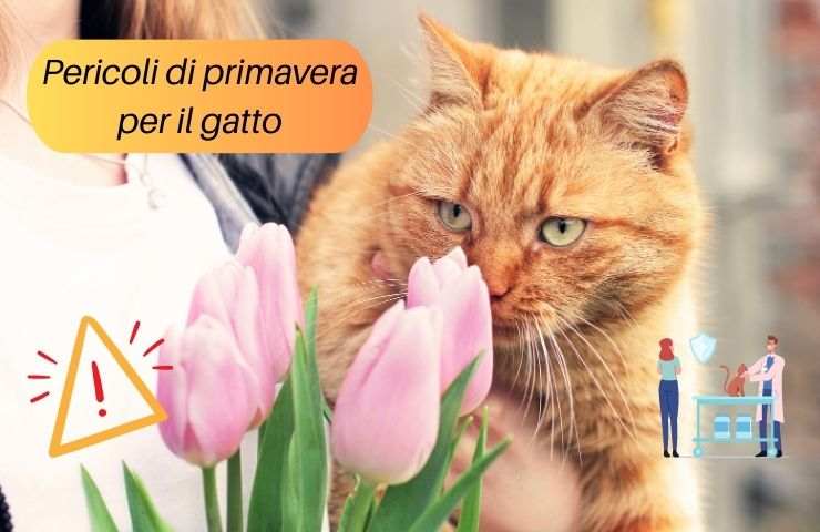 Gatto in braccio 