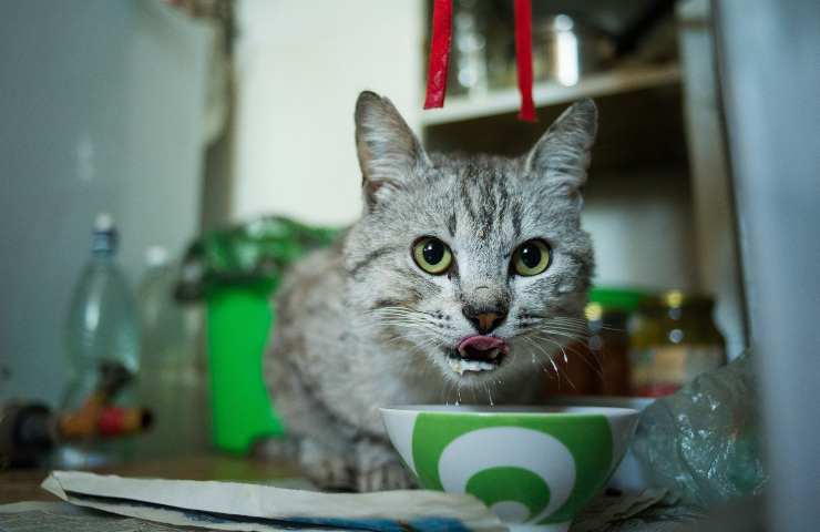 Gatto mangia al mattino