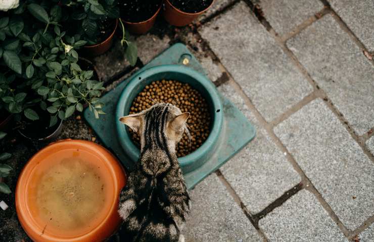 Gatto mangia in giardino