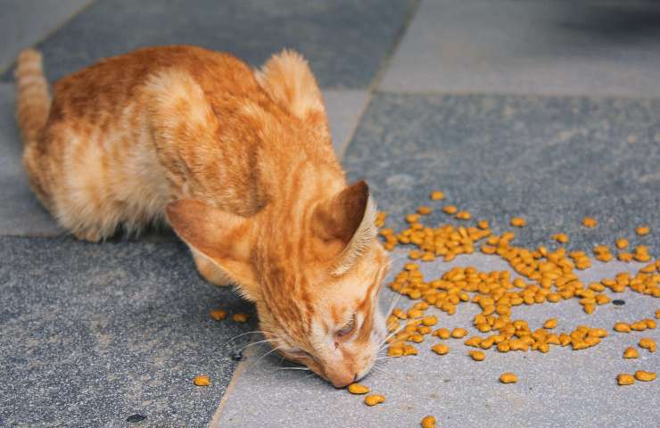 perché gatto mangia sempre