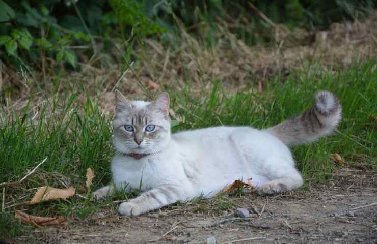 Gatto sdraiato con coda rigida