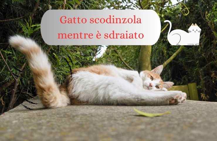 Gatto sdraiato