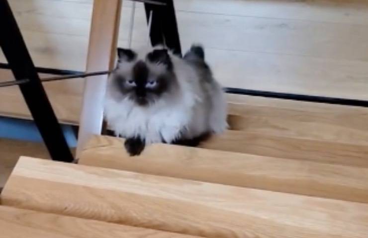gatto piccoli salti scale 