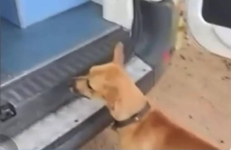 senzatetto investito cane ambulanza