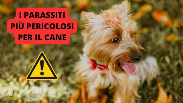 cagnolino nel prato 