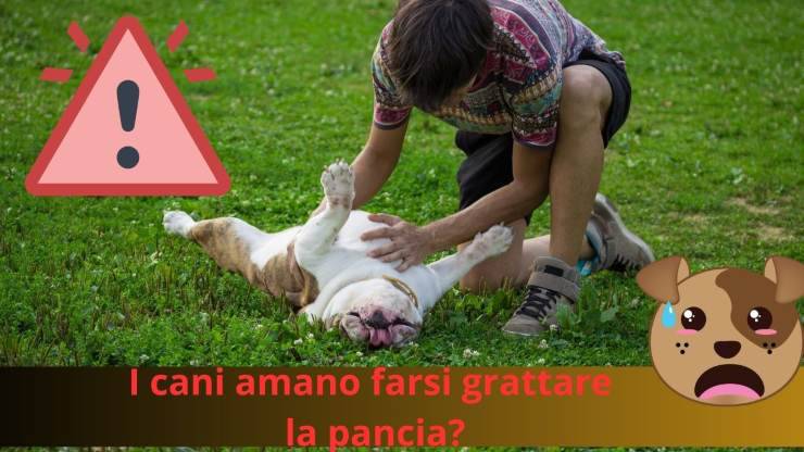 Padrone gioca col cane 