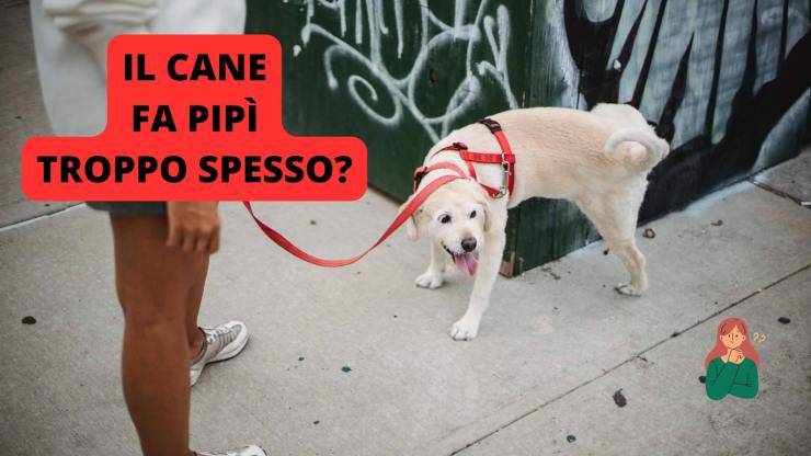 cane che fa pipì