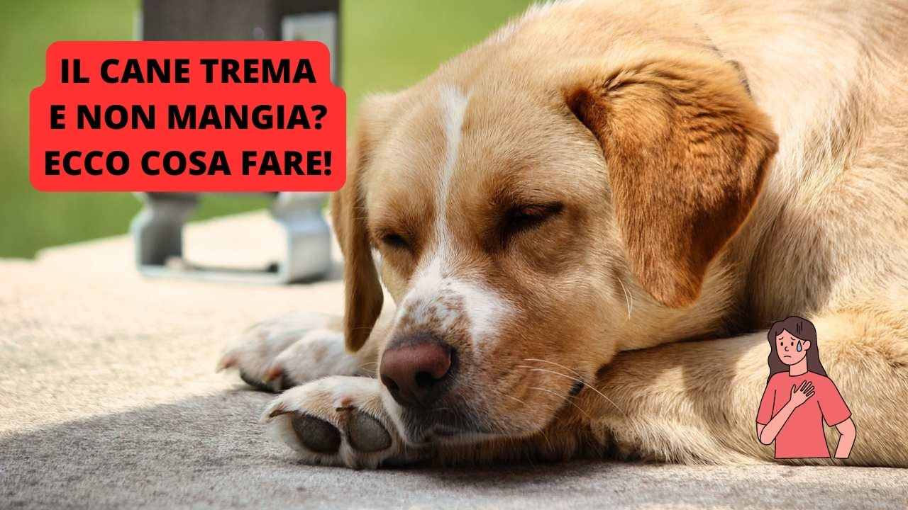 Il cane trema e non mangia possibili cause e cosa fare