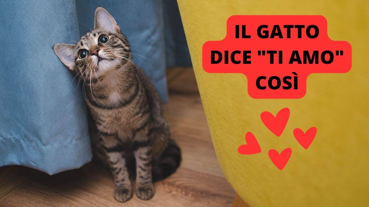 Il piccolo dettaglio con cui il gatto dice "ti amo" il tuo micio lo fa?