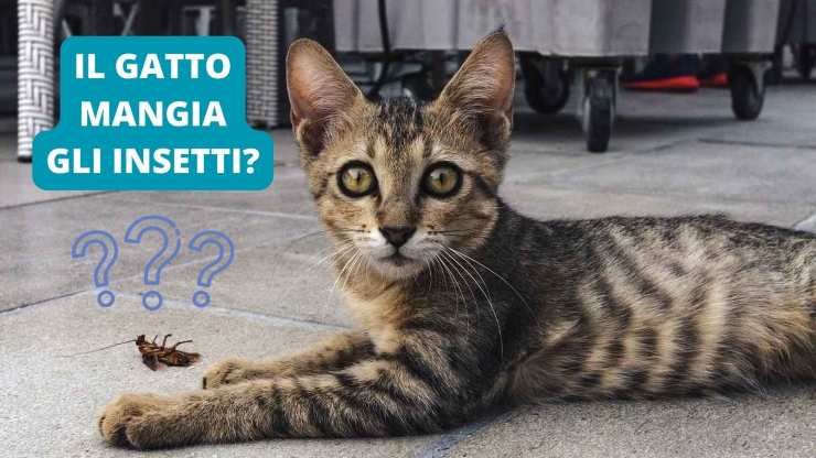 gatto insetto