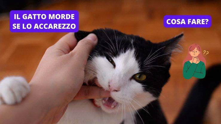 gatto che morde la mano 