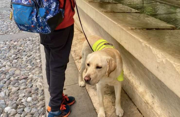 Labrador ayudando al bebé Aaron 