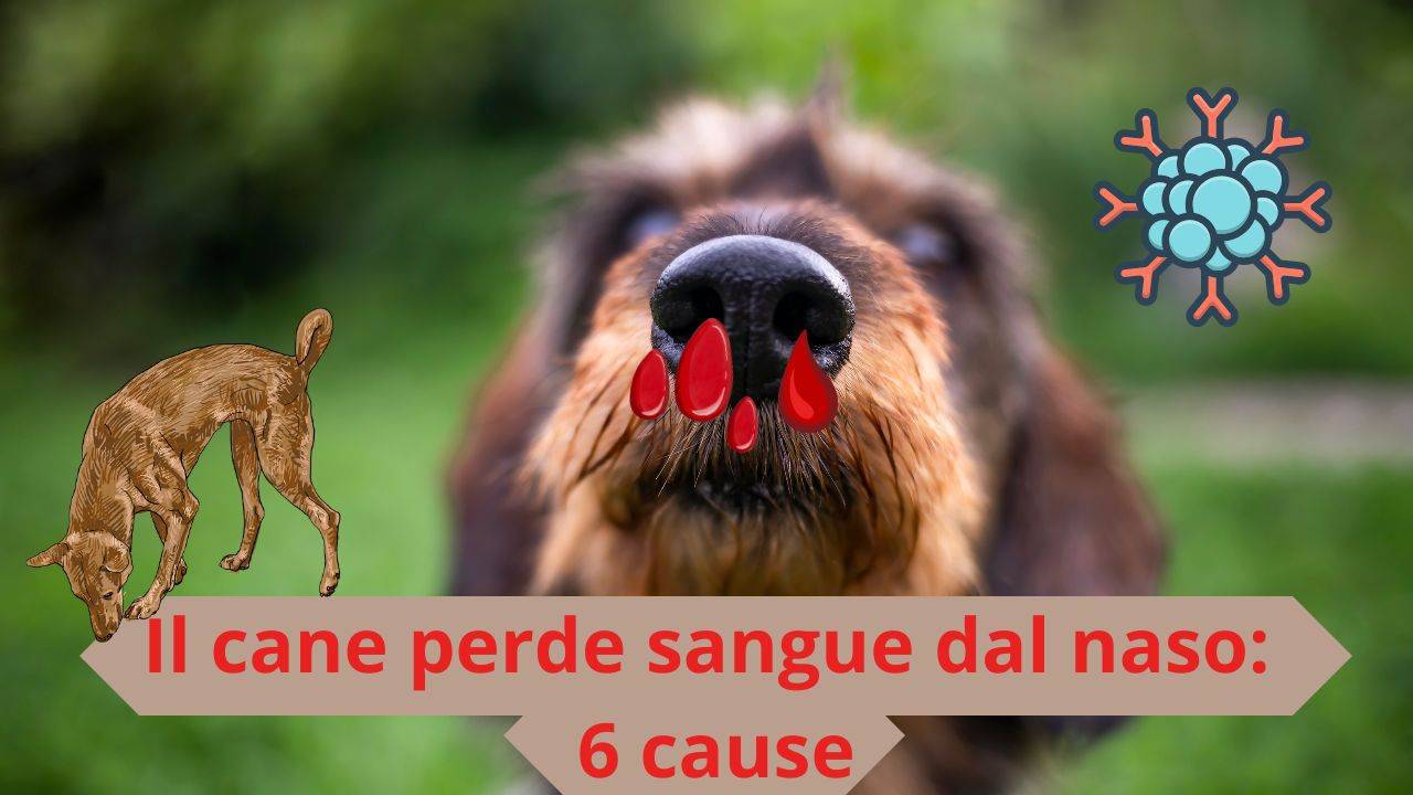 6 motivi per cui il cane perde sangue dal naso e cosa fare se succede