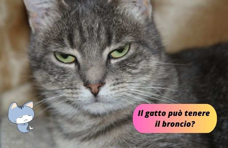 Il gatto con il broncio