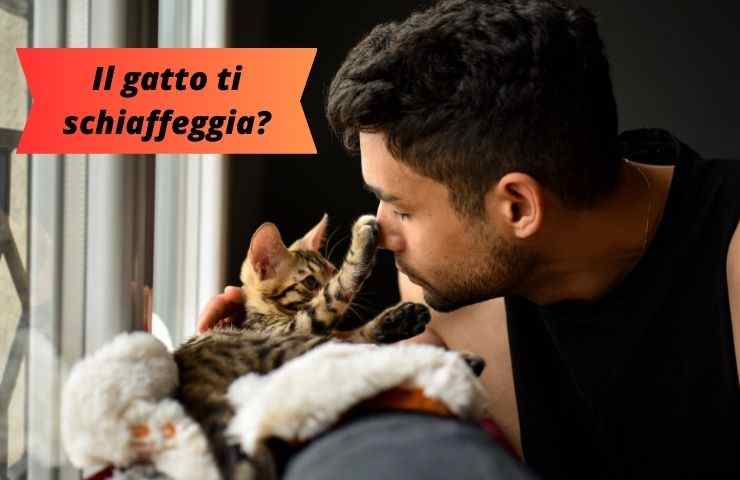 Il gatto da uno schiaffo all'uomo