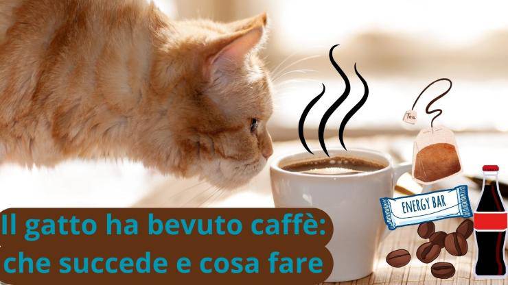 Caffè al gatto