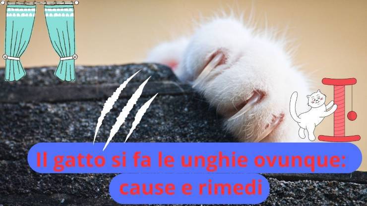 Unghie del gatto