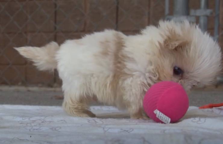 piccolo Shih-tzu gioca pallina 