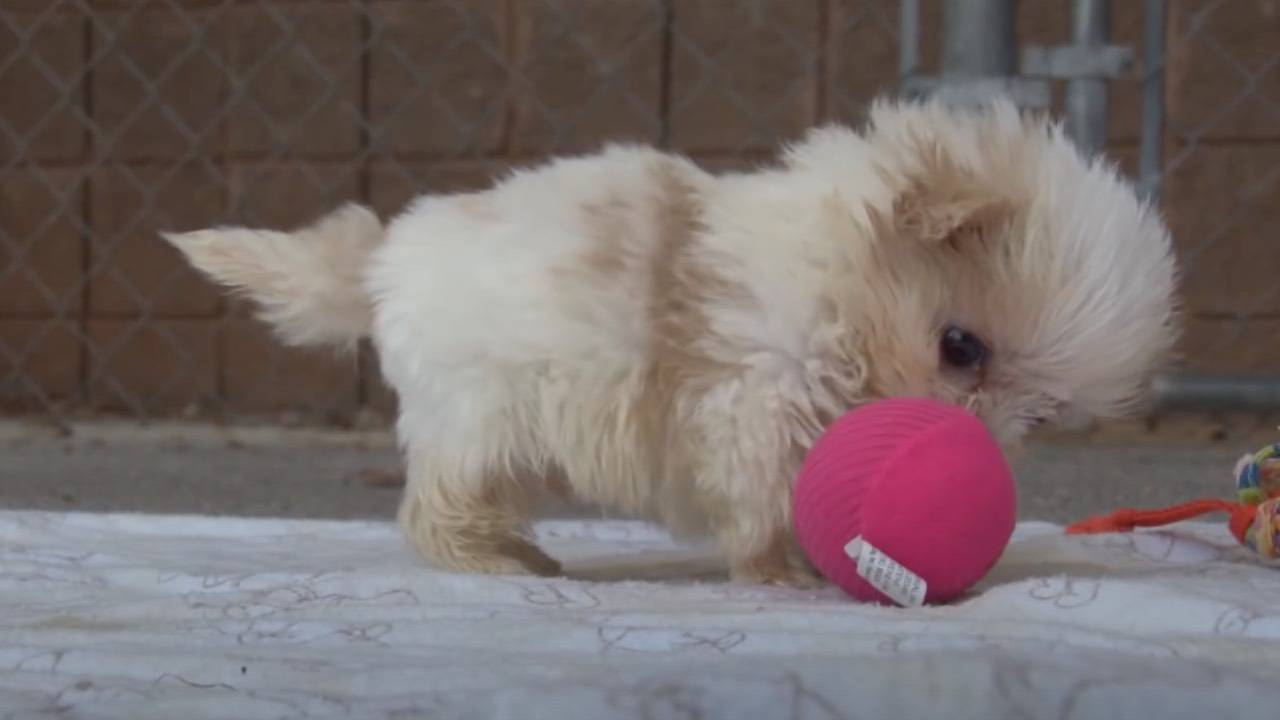 Il cagnolino Ruggles fa amicizia con un cucciolo di un'altra specie - VIDEO