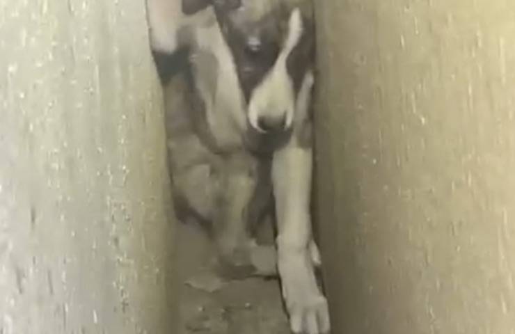 cucciolo cane incastrato pareti