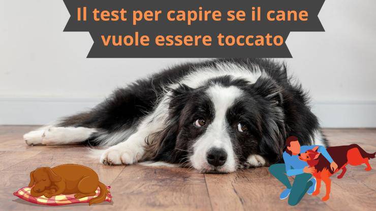 Cane sta in disparte