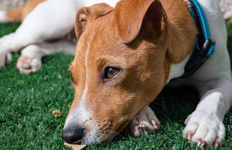 cane aspetta ritorno padrone 