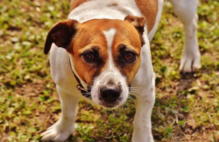 cane Jack Russell spaventato 