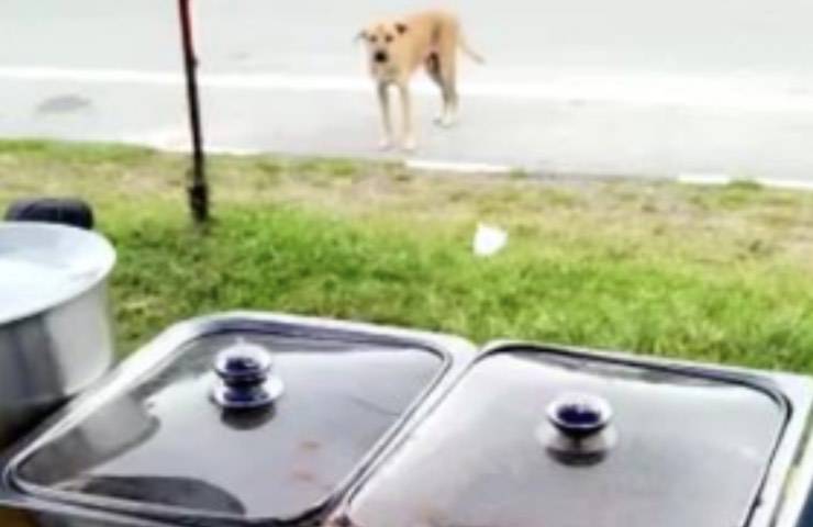 perro hambriento mira las ollas 