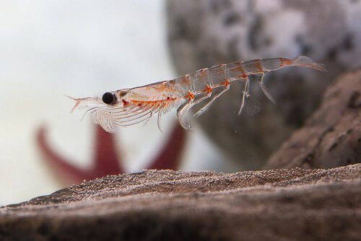 Il Krill 