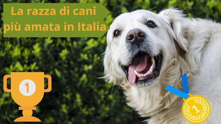 Il cane più amato dagli italiani