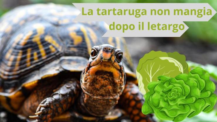 Tartaruga e insalata