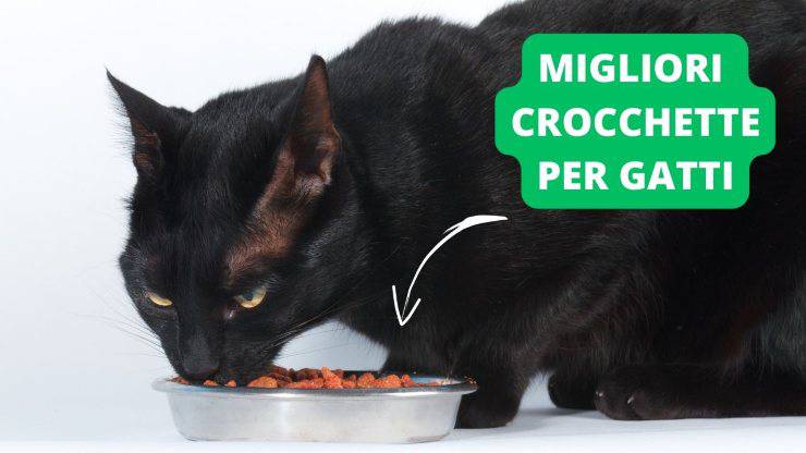 gatto nero croccantini 