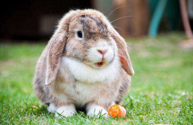 Coniglio e carota