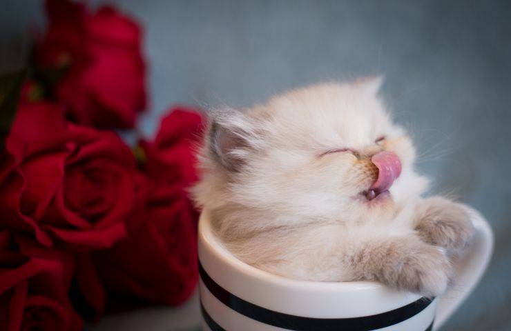 Gattino nella tazza