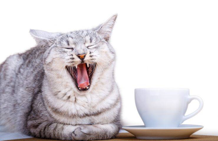 Gatto ha bevuto caffè