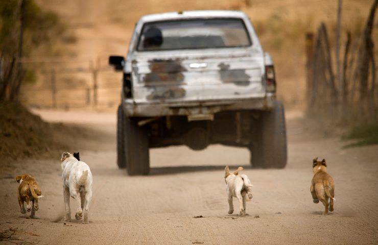 Cani inseguono auto