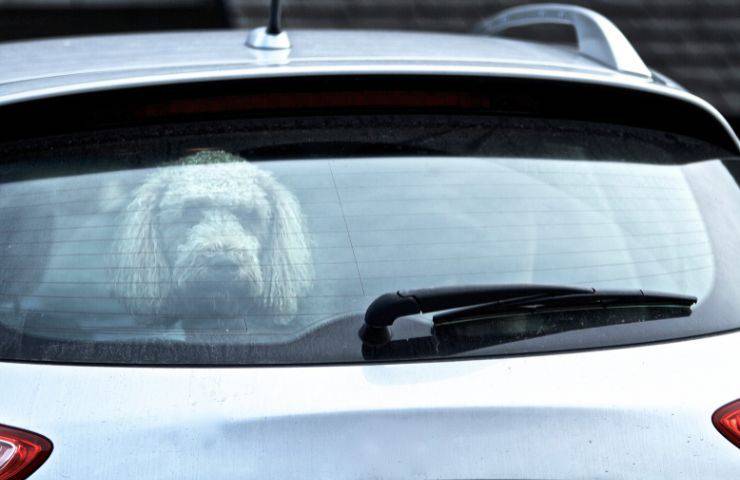 Cane nel retro della macchina