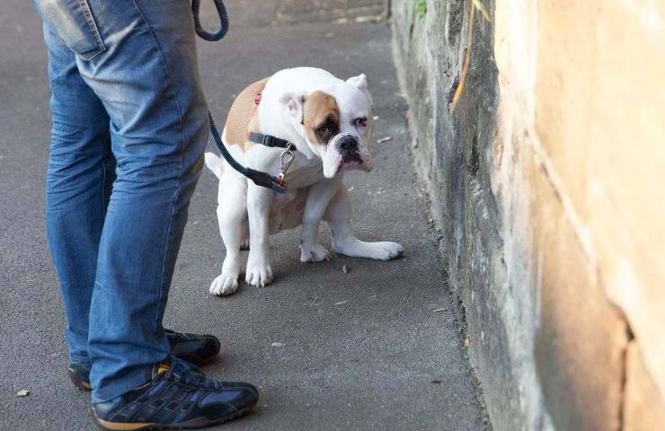 Cane fa cacca in strada