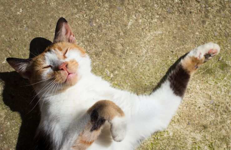 Gatto si gode il sole