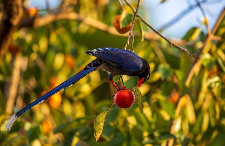 Uccellino mangia frutta rossa