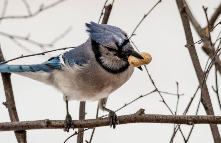 Uccello mangia frutta secca
