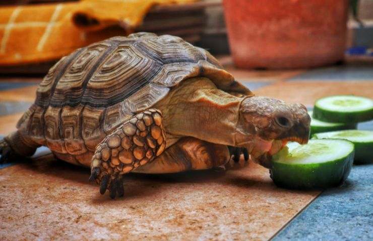 Alimentazione della tartaruga