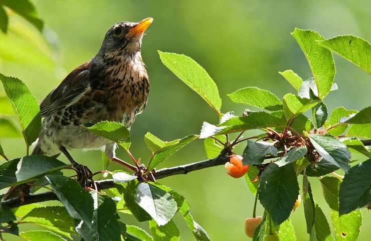 Uccellino e pianta