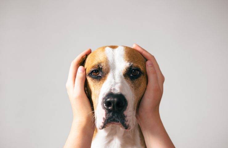 Coprire le orecchie al cane