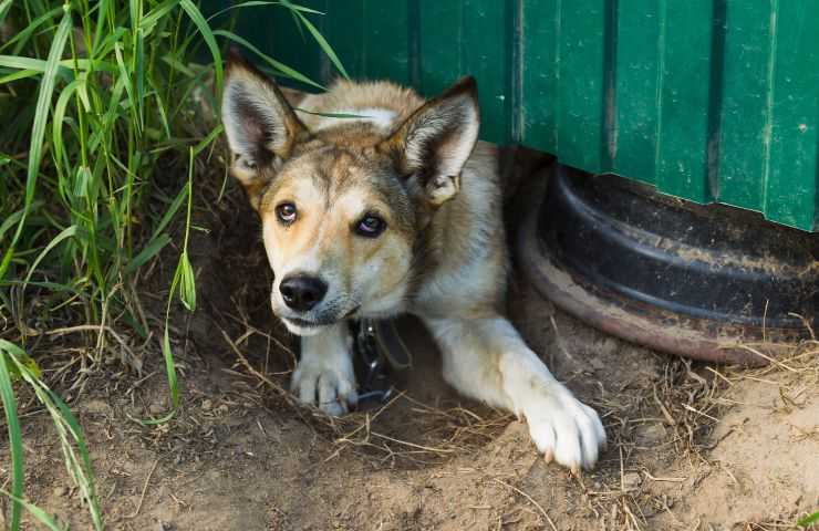 Cane si nasconde