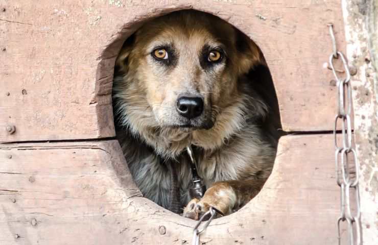 Cane si nasconde