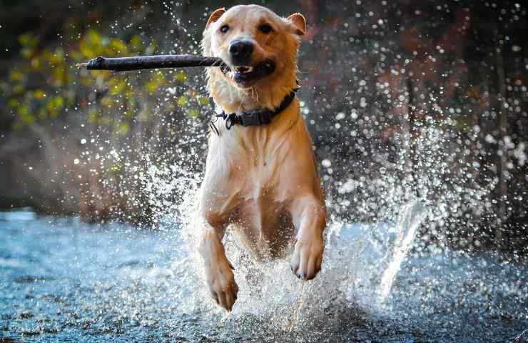 Un perro trae un palo.